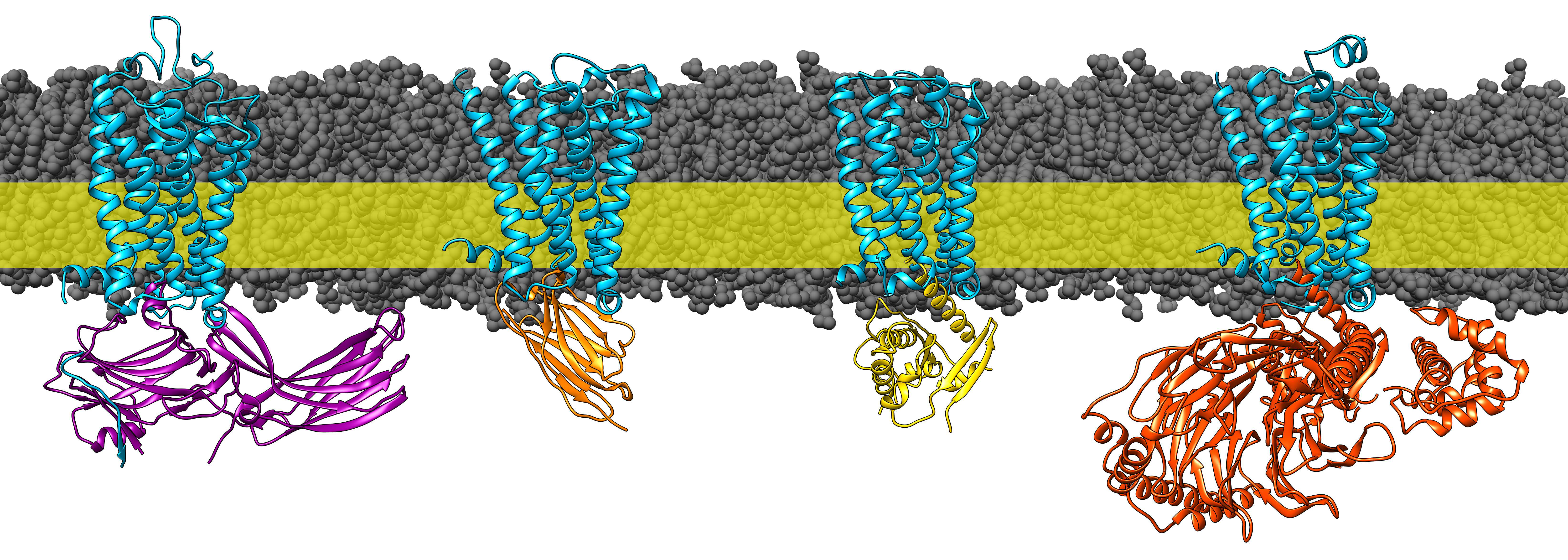 5e6a806a37a17.jpg
